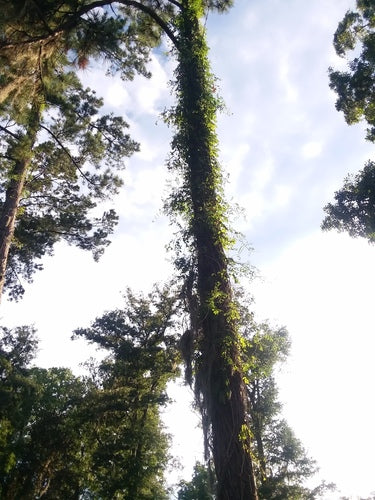 Naturaufnahme - Bild 2