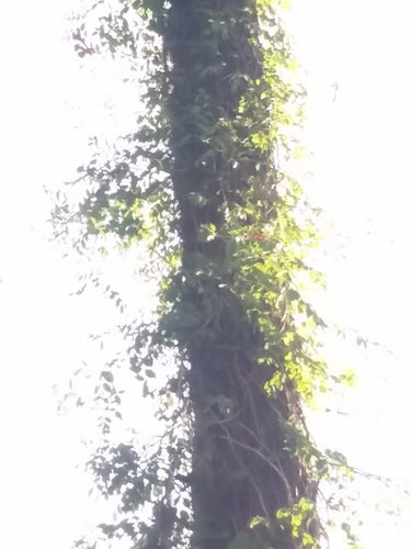 Naturaufnahme - Bild 4