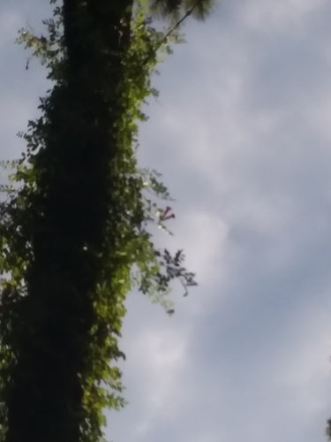 Naturaufnahme - Bild 6