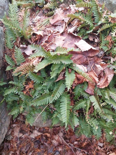 Tüpfelfarn — Bild 2 von 9