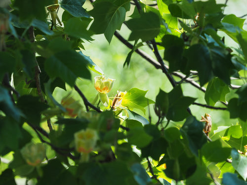 Tulpen — Bild 5