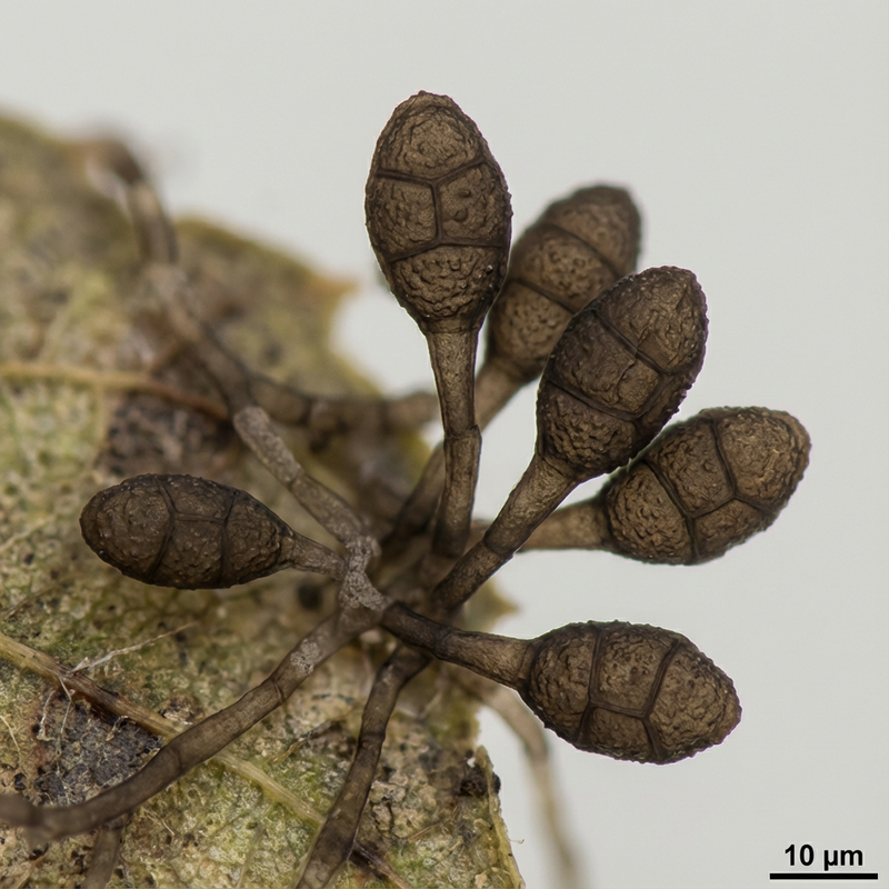 Ulocladium
