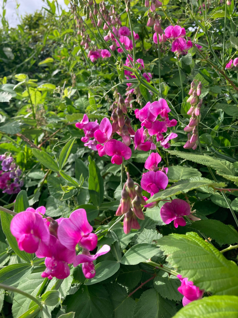 Lathyrus — Bild 1