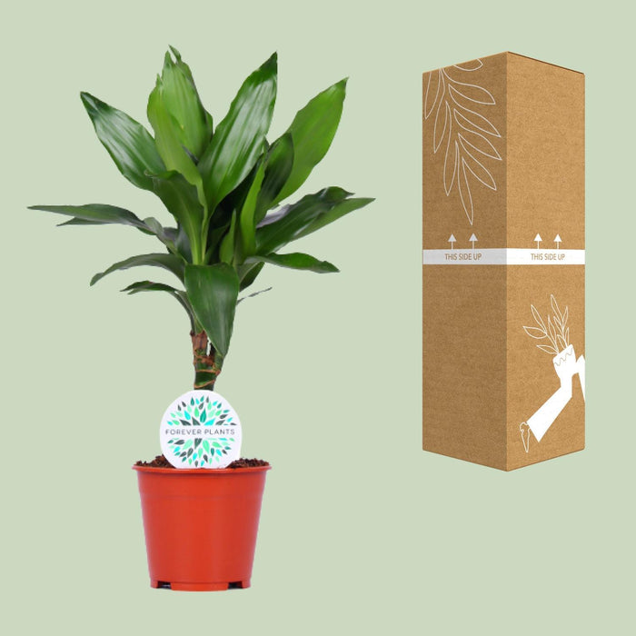 Dracaena Janet Lind "Duftender Drachenbaum" Ø14cm - ↕55cm - Pflegeleicht und dekorativ