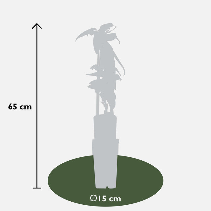 Clematis armandii - Ø15 cm - ↕65cm - Clematide sempreverde con fiori bianchi