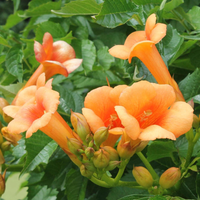 Campsis Indian Summer - ↕65cm - Ø15 cm : Des fleurs tropicales pour votre jardin