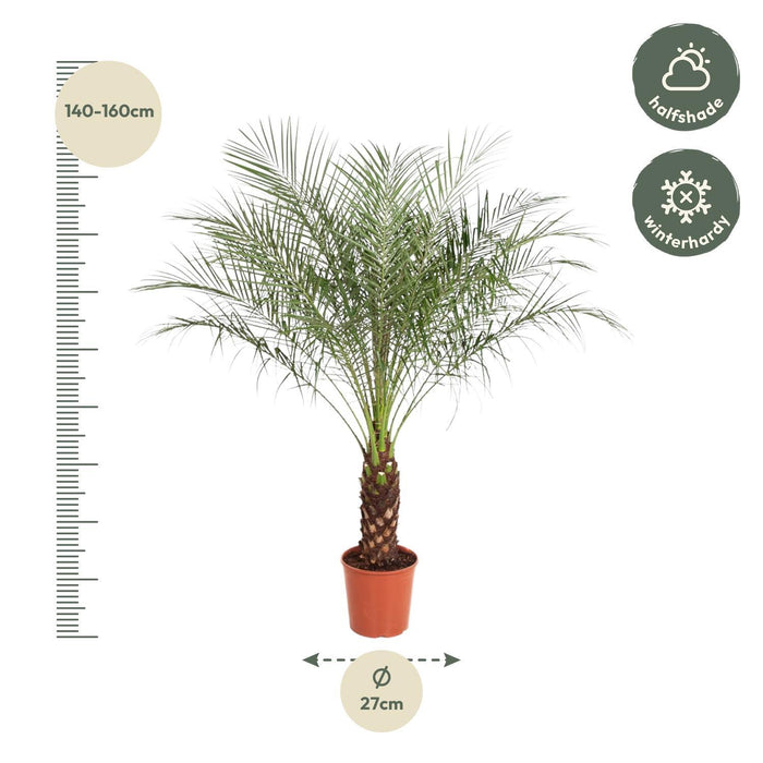 Phoenix Roebelenii Ø27cm - ↕150 cm - Palmier tropical pour votre maison 🌴