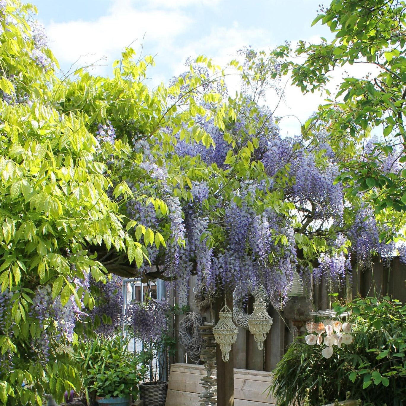 Glycine de Chine aux fleurs luxuriantes 'Wisteria sinensis - Caroline' – Ø15cm - ↕65cm