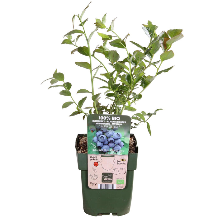 Vaccinium corymbosum 'Reka' - Ø13cm - ↕45cm - Myrtille à haut rendement pour votre jardin