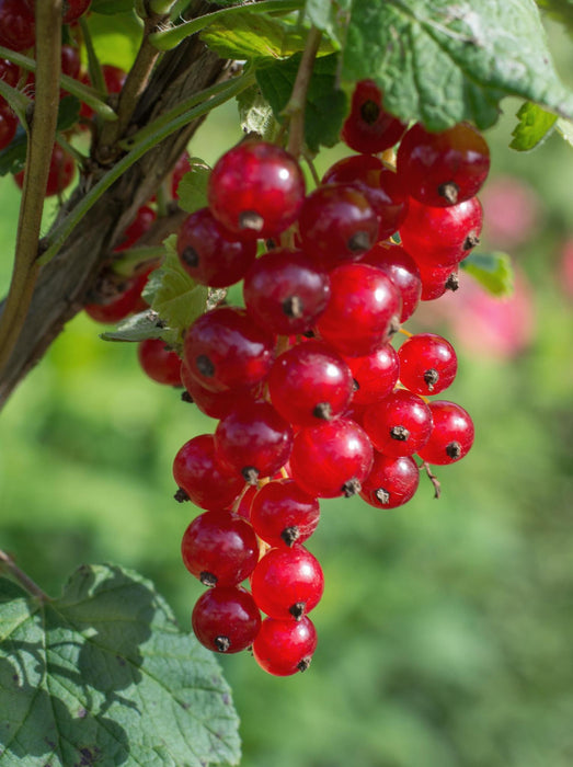 Ribes rubrum 'Jokheer van Tets' - Groseille précoce et à haut rendement