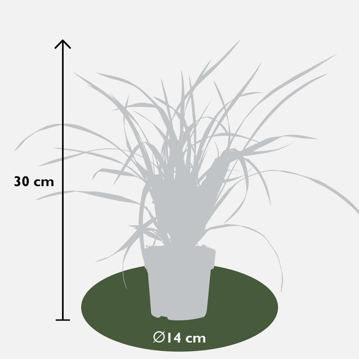 Carex morrowii Irish Green - Ø14cm - ↕30cm - Graminée ornementale élégante et persistante