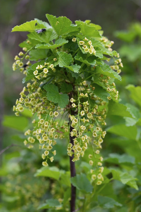 Ribes rubrum 'Jokheer van Tets' - Groseille précoce et à haut rendement