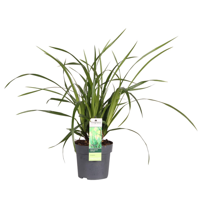 Carex morrowii Irish Green - Ø14cm - ↕30cm - Graminée ornementale élégante et persistante