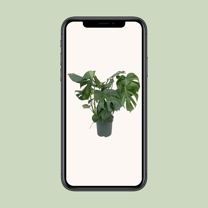 Monstera Deliciosa - Ø24cm - ↕80cm - Grande plante d'intérieur au feuillage impressionnant🌿