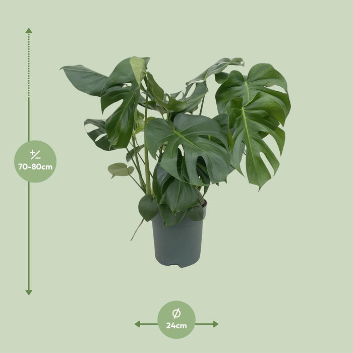 Monstera Deliciosa - Ø24cm - ↕80cm - Grande plante d'intérieur au feuillage impressionnant🌿