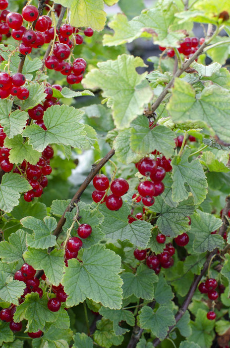 Ribes rubrum 'Jokheer van Tets' - Groseille précoce et à haut rendement