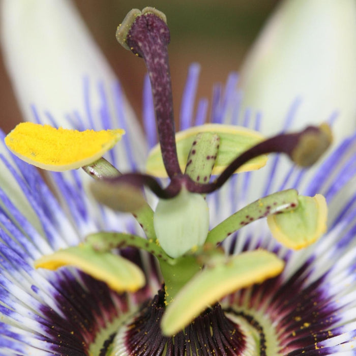 Passiflora caerulea - Ø15cm - ↕65cm - Bellissimo fiore della passione blu