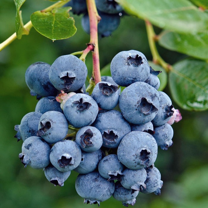 Vaccinium corymbosum 'Reka' - Ø13cm - ↕45cm - Myrtille à haut rendement pour votre jardin