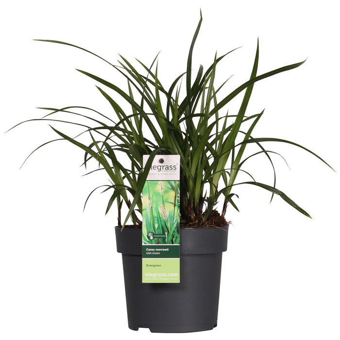 Carex morrowii Irish Green - Ø14cm - ↕30cm - Graminée ornementale élégante et persistante