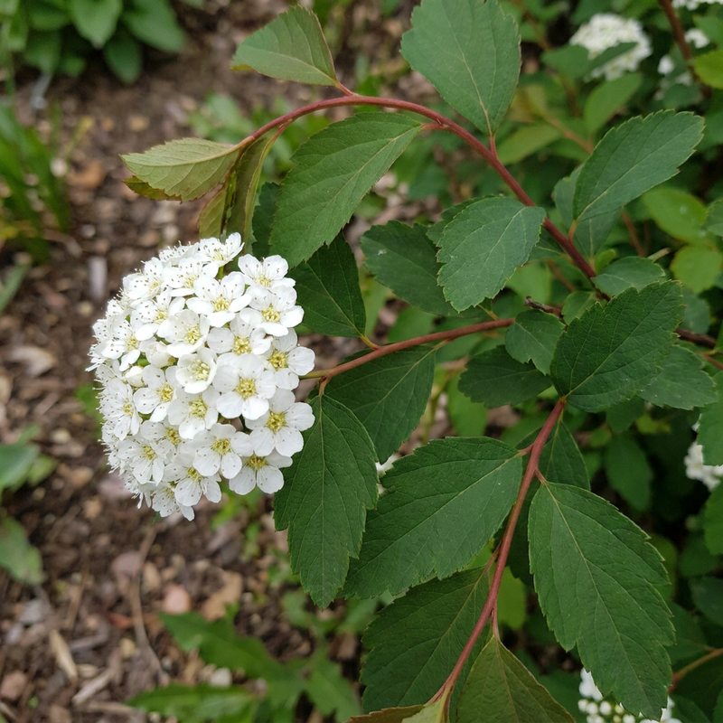 Vanhoutte-Spierstrauch (Spiraea vanhouttei), KI-Illustration