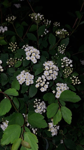 Vanhoutte-Spierstrauch — Bild 5 von 12
