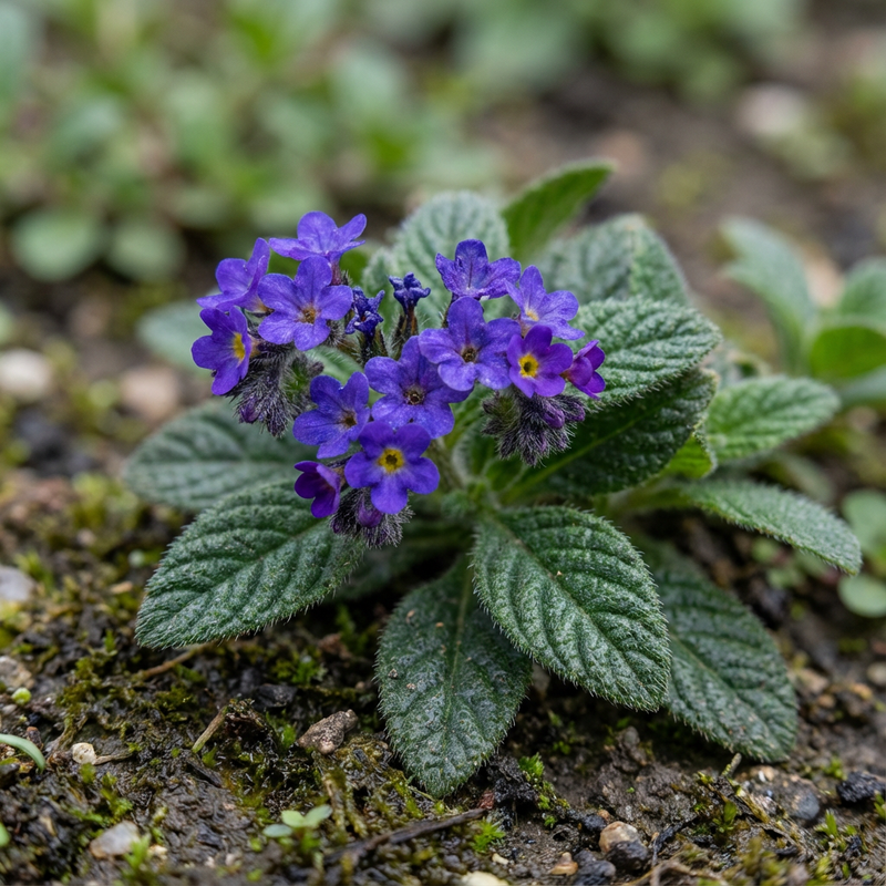 Vanilleblume