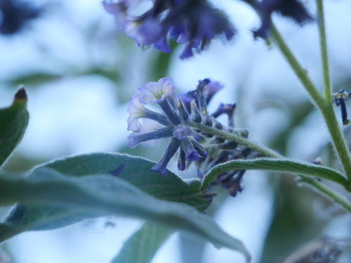 Vanilleblume — Bild 4