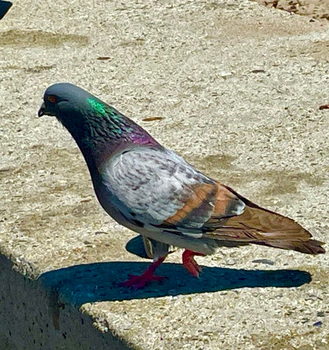 Verwilderte Haustaube - Bild 6