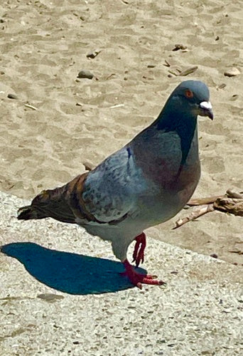 Verwilderte Haustaube - Bild 7