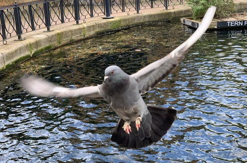 Verwilderte Haustaube - Bild 2