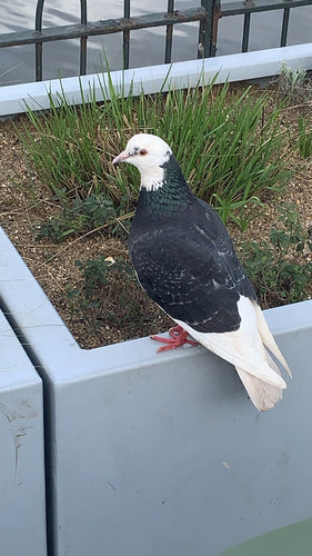 Verwilderte Haustaube - Bild 8