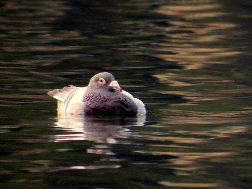Verwilderte Haustaube - Bild 1