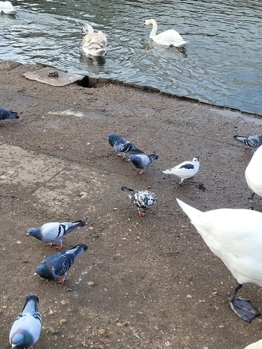 Verwilderte Haustaube - Bild 5