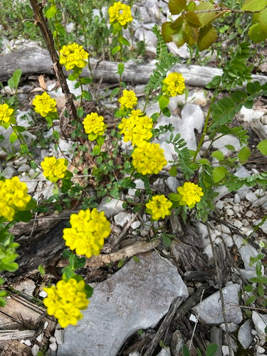 Vielfarbige Wolfsmilch — Bild 2 von 8