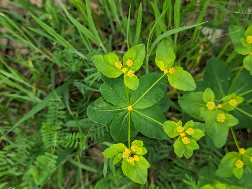 Vielfarbige Wolfsmilch — Bild 4 von 8