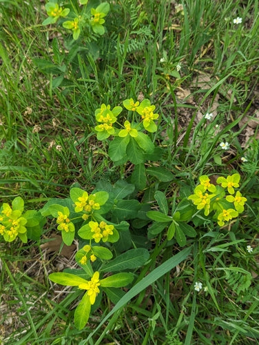 Vielfarbige Wolfsmilch — Bild 3 von 8