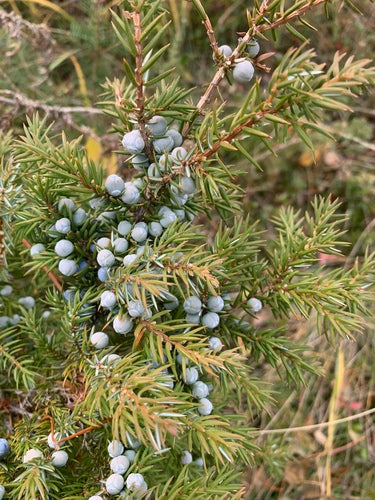 Wacholder - Bild 4
