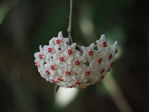 Wachsblume — Bild 4