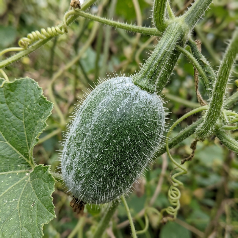 Wachskürbis (Benincasa hispida), KI-Illustration