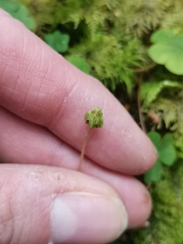 Wald-Sauerklee — Bild 2 von 9