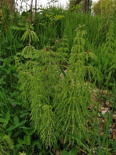 Wald-Schachtelhalm — Bild 3 von 9