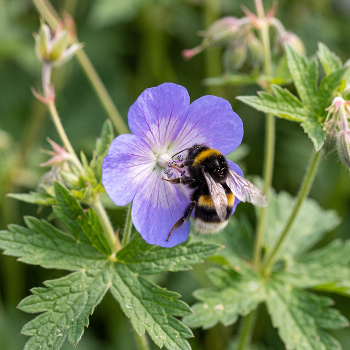Blüte von Wald-Storchschnabel (Geranium sylvaticum) in Nahaufnahme (KI-generiert)