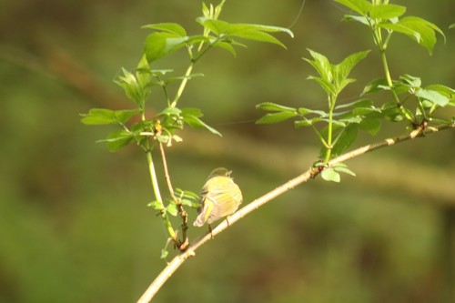 Waldlaubsänger — Bild 3 von 9