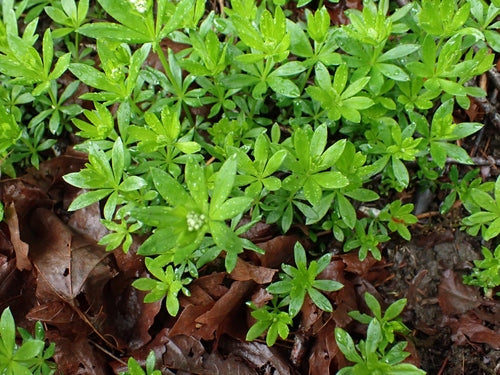 Waldmeister - Bild 6