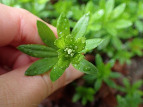 Waldmeister - Bild 7