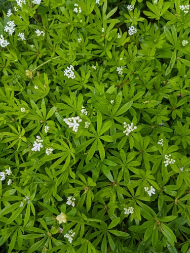 Waldmeister — Bild 1