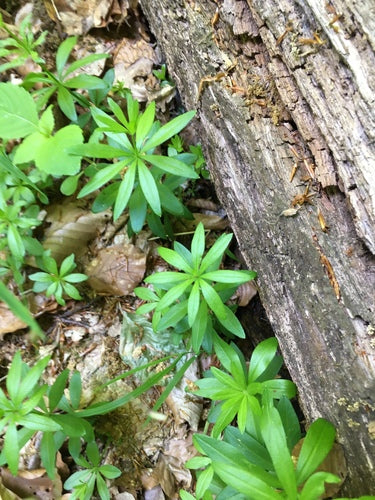 Waldmeister - Bild 2