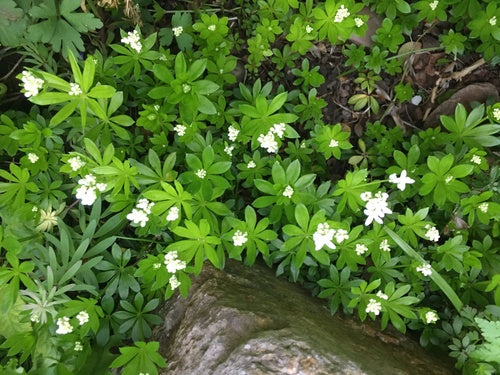 Waldmeister — Bild 5