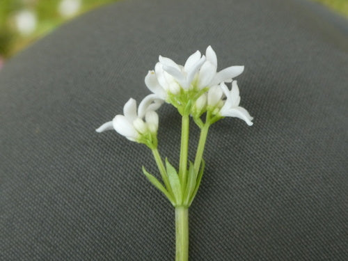 Waldmeister — Bild 3