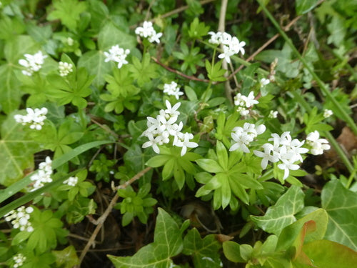 Waldmeister — Bild 4